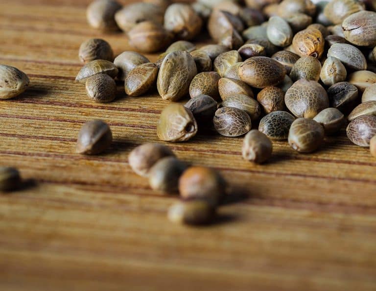 feminized cannabis seeds