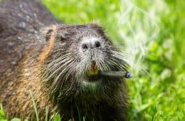 pot smoking beaver