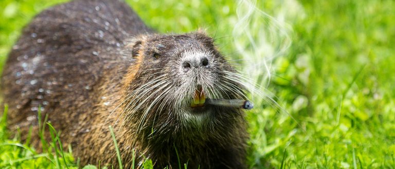 pot smoking beaver