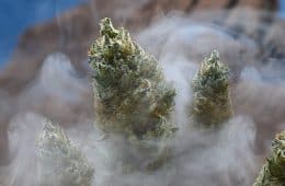 marijuana smoke - mj