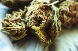 Marijuana and Money