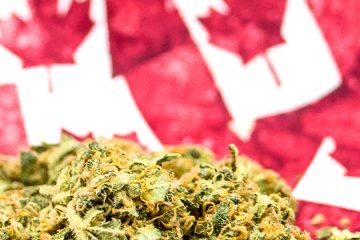 Weed - Canadian flag - MJ Canada