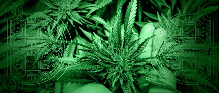 Medical marijuana for epilepsy