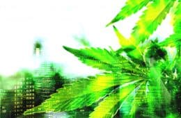 marijuana news weekly