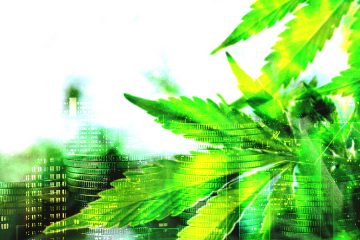 marijuana news weekly