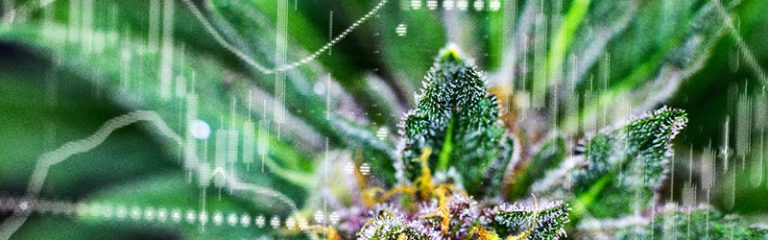 Marijuana news - Oregon hemp