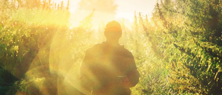 commercial scale marijuana outdoor grows