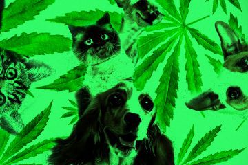 cannabis for dogs