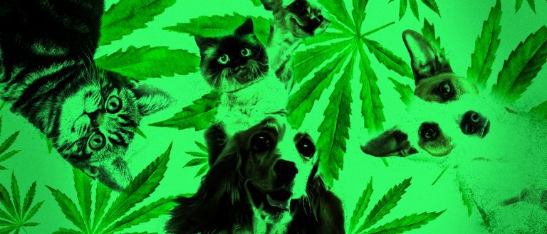 cannabis for dogs