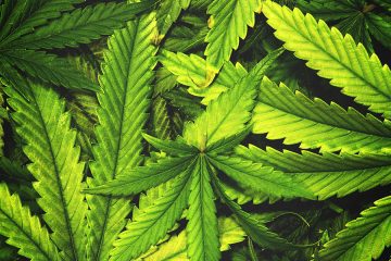 Marijuana / Cannabis / Weed / MJ News