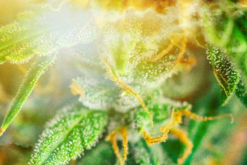 Marijuana / Cannabis / Pot News