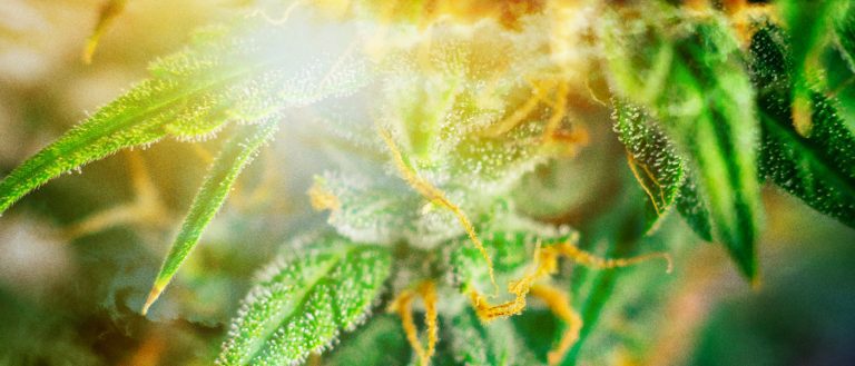 Marijuana / Cannabis / Pot News