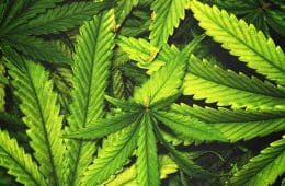 marijuana / cannabis / weed / pot / dagga - mj
