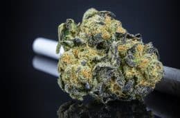 marijuana / cannabis / weed / pot / dagga - mj