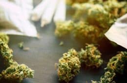 marijuana / cannabis / weed / pot / dagga - mj