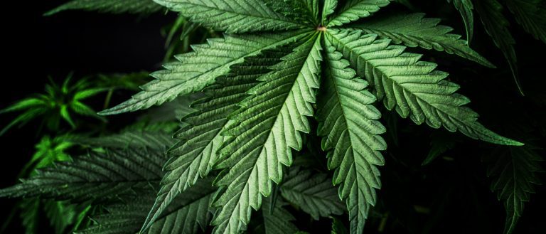 marijuana / cannabis / weed / pot / dagga - mj