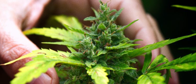 marijuana / cannabis / weed / pot / dagga - mj