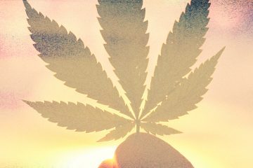 marijuana / cannabis / weed / pot / dagga - mj