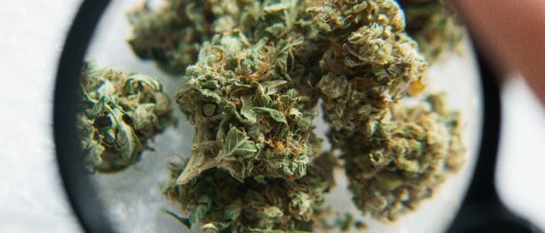 marijuana - mj investing 2