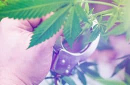 marijuana - mj law 8
