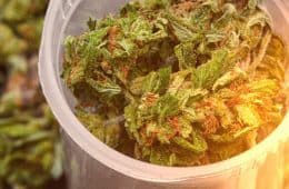 marijuana - mj medical 2