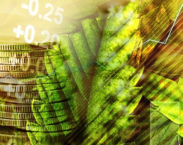 Marijuana stocks - mj stocks 3