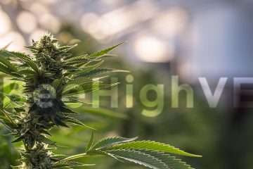 BeeHigh VE - marijuana