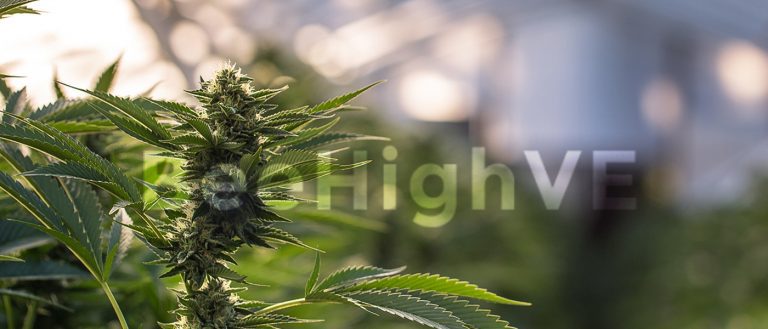 BeeHigh VE - marijuana