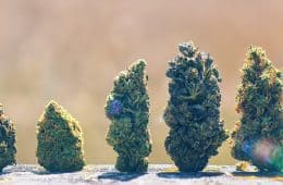 Cannabis scorecard - best marijuana stocks