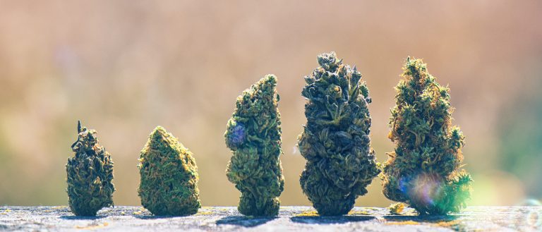Cannabis scorecard - best marijuana stocks