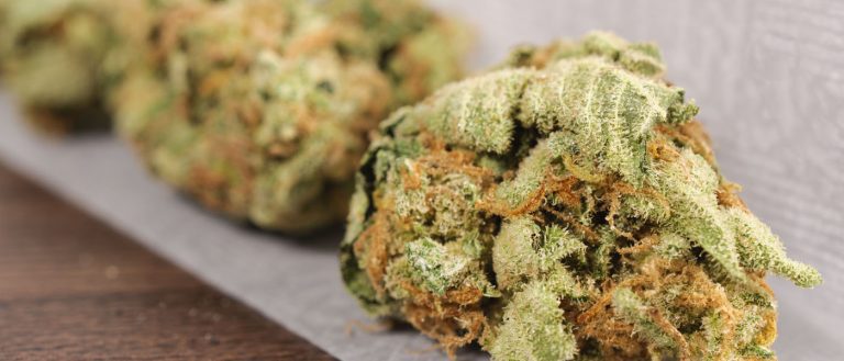 marijuana / cannabis / weed / pot / dagga - mj