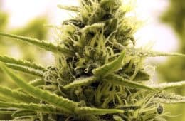 marijuana / cannabis / weed / pot / dagga - mj