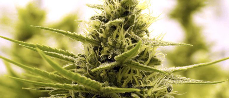 marijuana / cannabis / weed / pot / dagga - mj