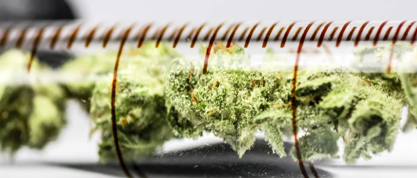 marijuana-research-01 mj