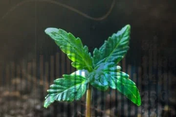 Marijuana stocks / cannabis stocks - mj