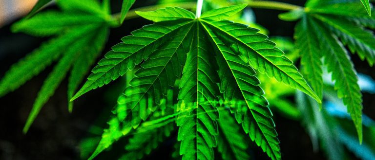 Marijuana stocks / cannabis stocks - mj