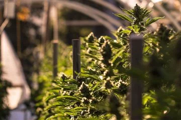 cannabis / marijuana supply / greenhouses - mj