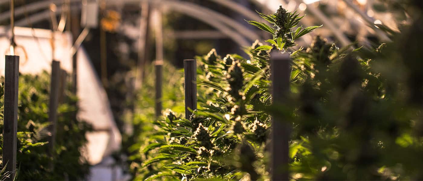 cannabis / marijuana supply / greenhouses - mj