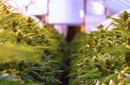 cannabis / marijuana supply / greenhouses - mj