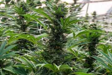 cannabis / marijuana supply / greenhouses - mj