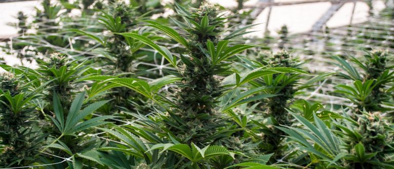 cannabis / marijuana supply / greenhouses - mj