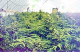 cannabis / marijuana supply / greenhouses - mj