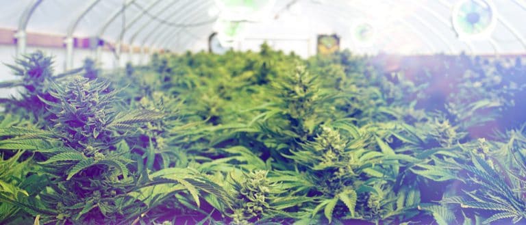 cannabis / marijuana supply / greenhouses - mj