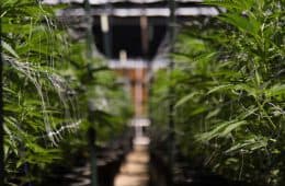 cannabis / marijuana supply / greenhouses - mj