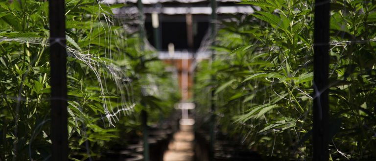 cannabis / marijuana supply / greenhouses - mj