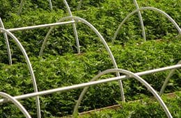cannabis / marijuana supply / greenhouses - mj