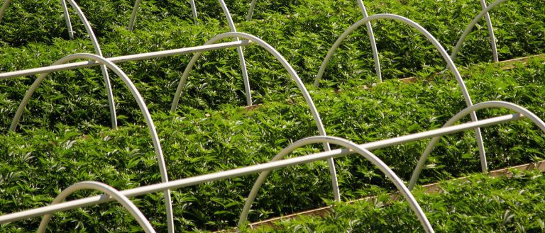 cannabis / marijuana supply / greenhouses - mj