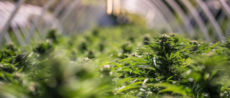 cannabis / marijuana supply / greenhouses - mj