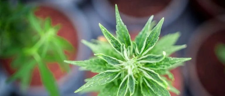 cannabis / marijuana supply / greenhouses - mj