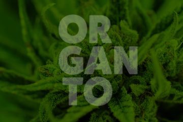 Organto Cannabis
